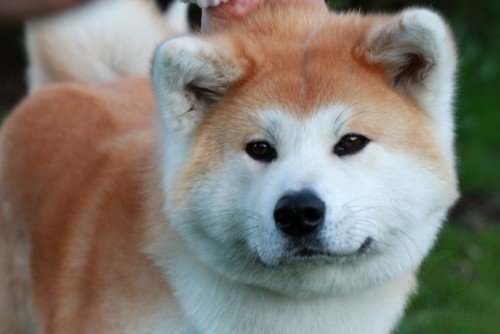 Akita Inu Complete Guide