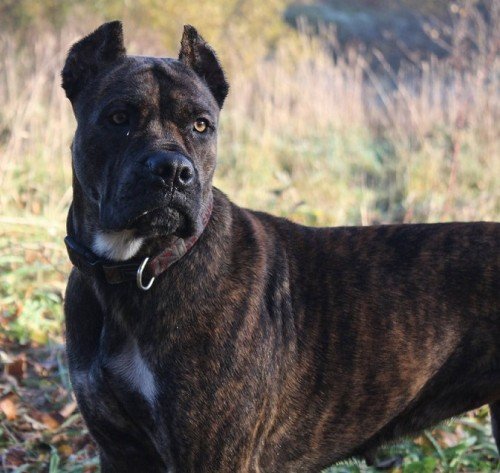 Unveiling the Rich Origins and History of the Alano Español: Spain's Majestic Canine Heritage