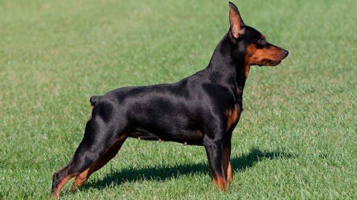 Miniature Pinscher Personality.