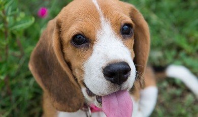 Beagle Breed information