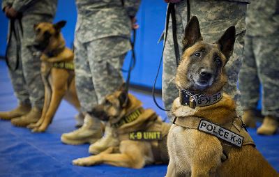 Dogs Helping Police