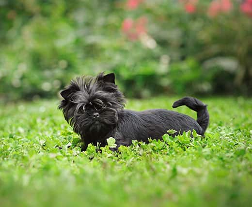 Tips for Training and Maintaining the Health of Your Pet