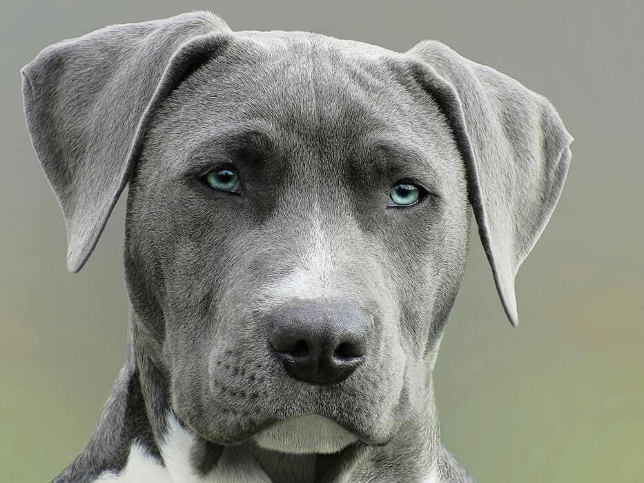 Dog Competitions That Test Intelligence, Speed, and Loyalty