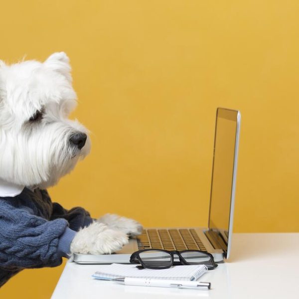 SEO Tips for Pet Care Blogs and Animal Content