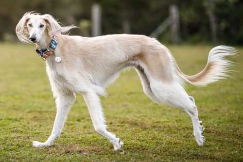 The Timeless Beauty of the Saluki: A Glimpse into an Ancient Canine Legacy