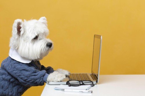 SEO Tips for Pet Care Blogs and Animal Content