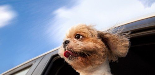 Traveling With a Dog or Puppy on a Road Trip