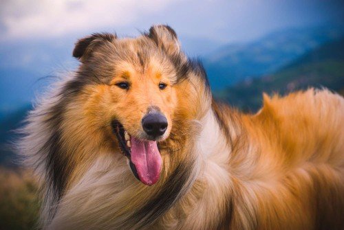 Rough & Smooth Collies: What's Good About 'Em, What's Bad About 'Em