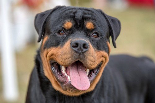 The Majestic Rottweiler: Unveiling the History, Traits, and Charisma of a Remarkable Breed