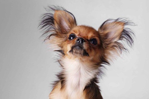 Russian Toy Terrier or Russian Toy Spaniel, is a small breed of dog that originated in Russia