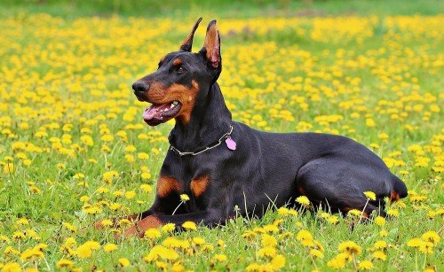 German Dog Breeds: The Doberman Pinscher, Rottweiler, and Dachshund