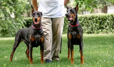Doberman Pinscher As Family Pet