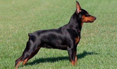 Miniature Pinscher Personality.