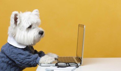 SEO Tips for Pet Care Blogs and Animal Content