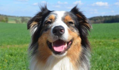 Australian Shepherd At a glance