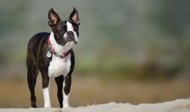 Boston Terrier Overview
