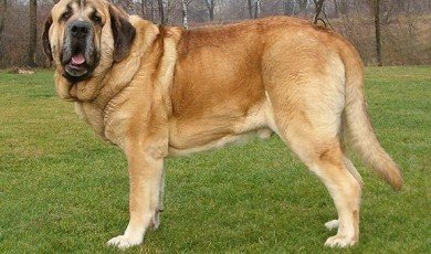 The Spanish Mastiff, also known as Mastín Español, is a large breed of dog that has been used for centuries as a livestock guardian in the Iberian Peninsula