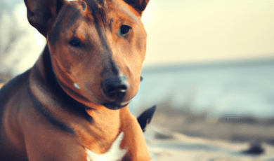 When Do Pet Shops Need Certified Translation Services?