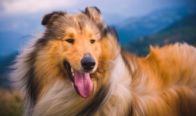 Rough & Smooth Collies: What's Good About 'Em, What's Bad About 'Em