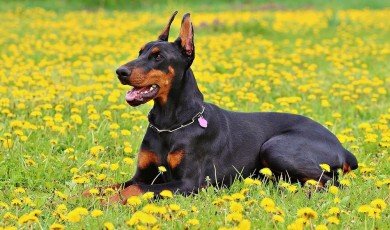 German Dog Breeds: The Doberman Pinscher, Rottweiler, and Dachshund
