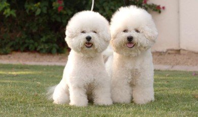 The Bolognese Dog: A Loyal and Affectionate Companion