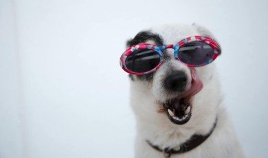 How Proofreading and Editing Prevent Dog-Care Misinformation